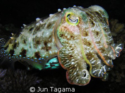Giant Cuttle at night by Jun Tagama 